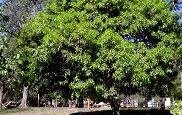 aguaí